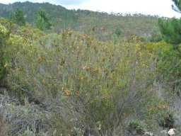 Erica discolor grown big near Caledon